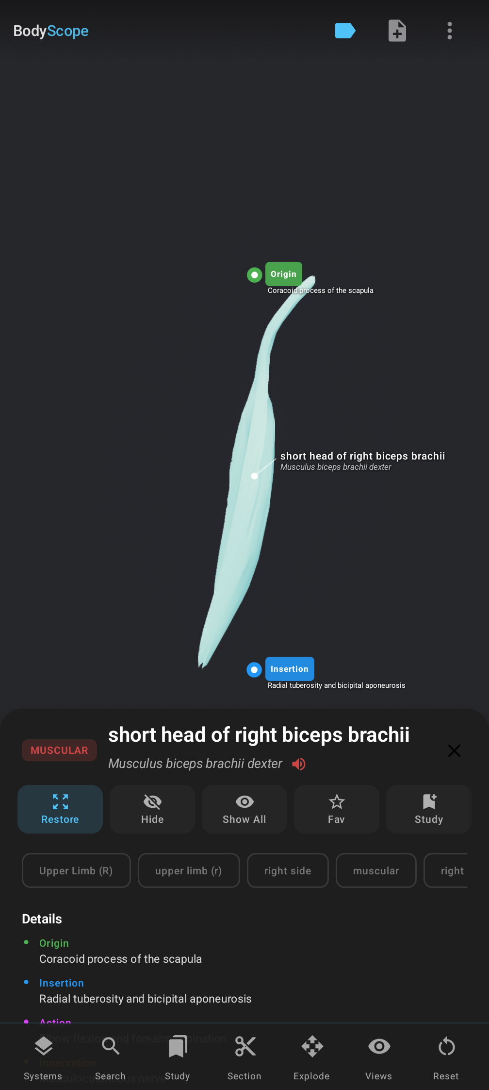 BodyScope — isolated biceps with origin and insertion landmarks