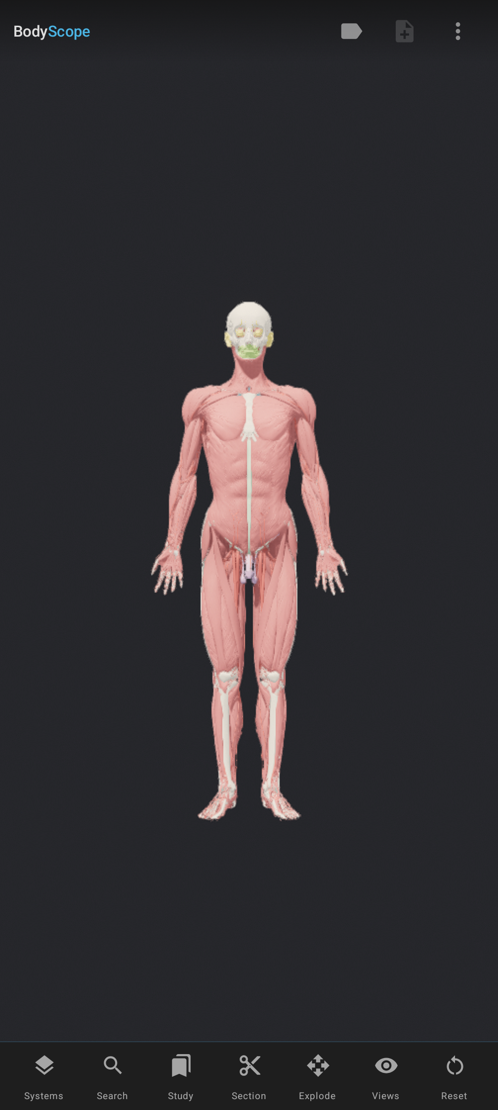 BodyScope 3D anatomy atlas — full body front view