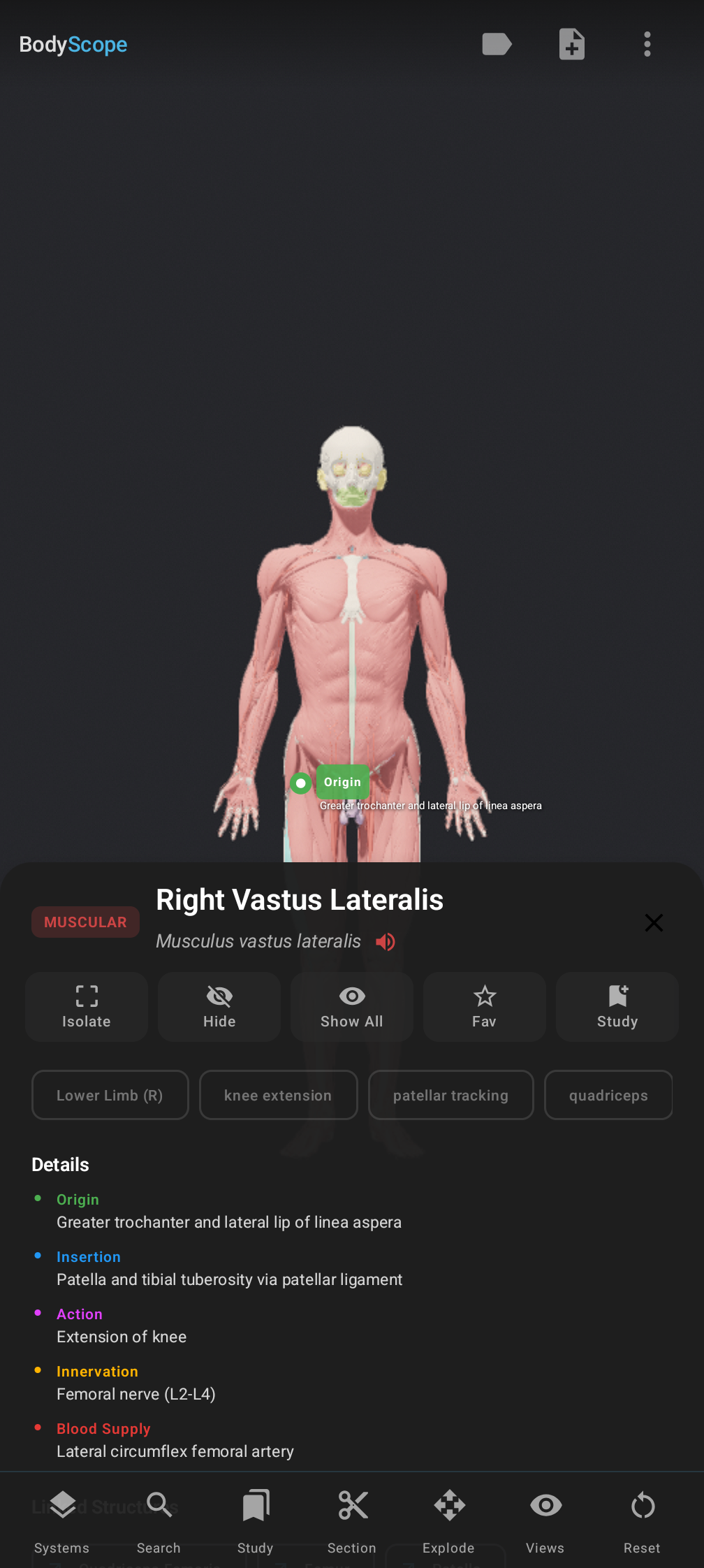 BodyScope — muscle selected with details and origin/insertion pins